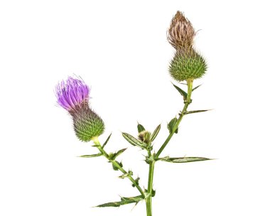 Süt Thistle bitki (Silybum marianum) bitkisel ilaç. Bu viski