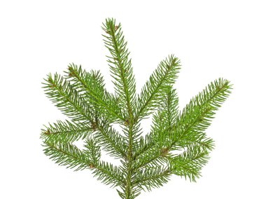 Beyaz arkaplanda köknar ağacı dalı izole