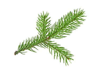 Beyaz bir arka plan üzerinde izole köknar ağacı dalı