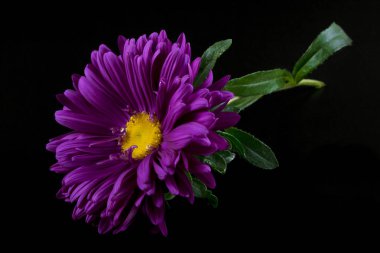 Menekşe aster siyah arka plan üzerine izole Close-Up