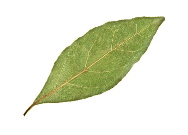 Beyaz bir arka plan üzerinde izole aromatik kuru defne yaprağı