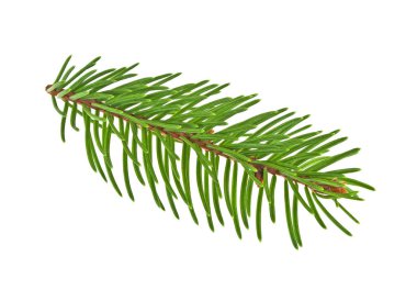 Beyaz bir arka plan üzerinde izole köknar ağacı dalı