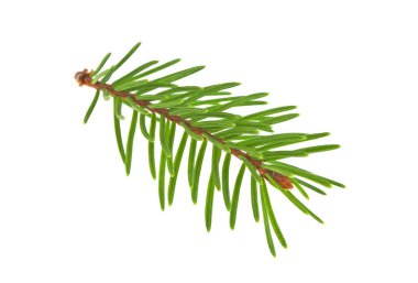 Beyaz bir arka plan üzerinde izole köknar ağacı dalı