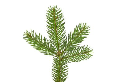 Beyaz bir arka plan üzerinde izole köknar ağacı dalı