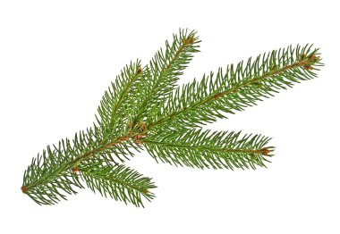 Beyaz bir arka plan üzerinde izole köknar ağacı dalı