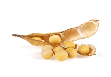Beyaz arka plan üzerinde izole soya bakla. Soya - protein bitki 