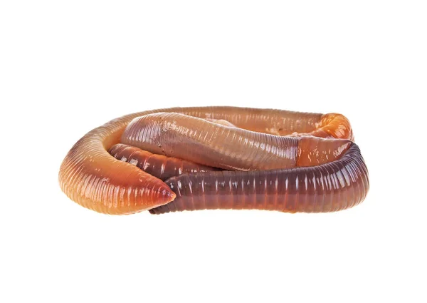 흰 배경에 고립되어 있는 동물 지렁이 — 스톡 사진