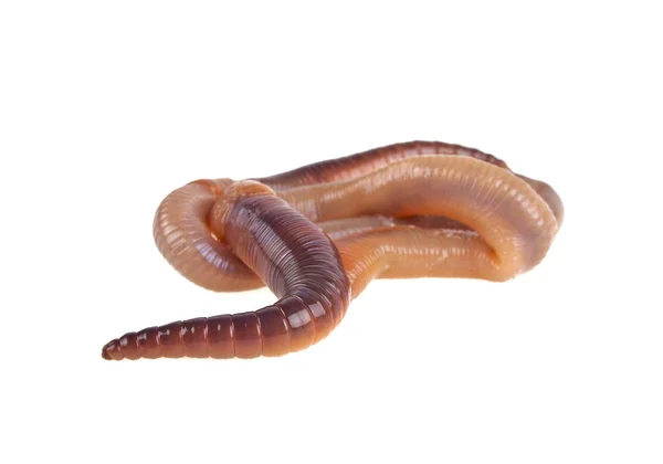 Animal worm terra isolado no fundo branco — Fotografia de Stock