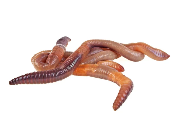 Земляной червь, выделенный на белом фоне — стоковое фото