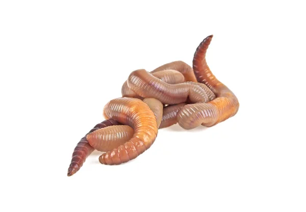 Animal earth worm isolated on white background — Stock Photo, Image