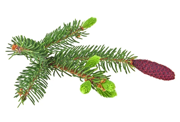 Fir tree with pine-cones isolated on white background — Stock Photo, Image