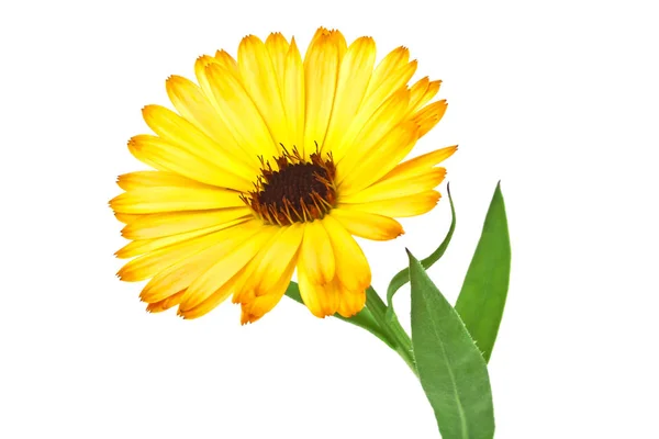 Calendula. Fiore di calendula con foglie isolate su un dorso bianco — Foto Stock