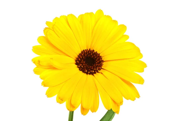 Calendula. Marigold fleur avec des feuilles isolées sur fond blanc — Photo