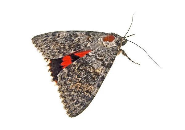 Brown moth isolated on a white background — Stock Photo, Image