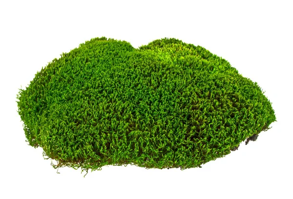 Green moss on white background — Stock Photo, Image