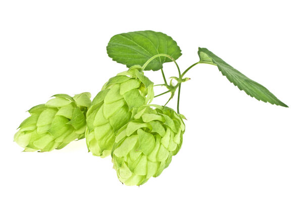 Branch of beautiful hops isolated on a white background