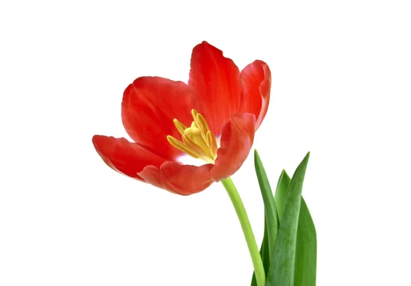 Fleur de tulipe rouge isolée sur fond blanc — Photo