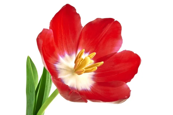 Κόκκινο λουλούδι τουλίπας απομονωμένο σε λευκό φόντο — Φωτογραφία Αρχείου