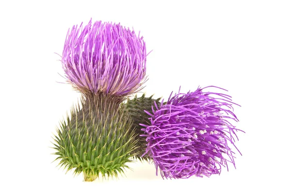 Cardo de leite planta (Silybum marianum) remédio à base de plantas. Uísque isto — Fotografia de Stock