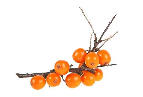 Sea buckthorn berries branch isolated on a white background — Stock Photo, Image
