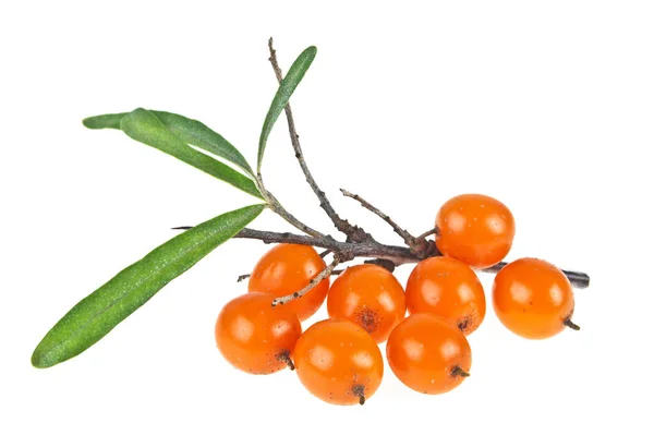 Cabang berry buckthorn laut dengan daun terisolasi di backg putih — Stok Foto