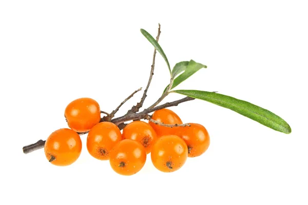Sea buckthorn berries branch with leaves isolated on white backg — Stock Photo, Image