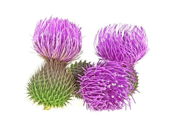 Cardo de leite planta (Silybum marianum) remédio à base de plantas. Uísque isto — Fotografia de Stock