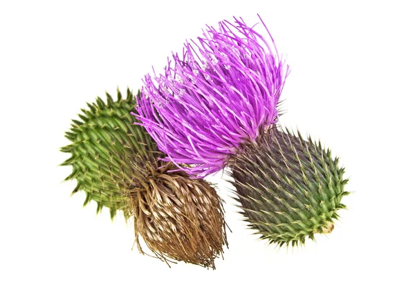 Γάλα Thistle (Silybum marianum) φυτό φυτικό φάρμακο. Αυτό Scotch — Φωτογραφία Αρχείου