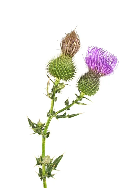 Planta de cardo mariano (Silybum marianum) remedio a base de hierbas. Whisky esto — Foto de Stock