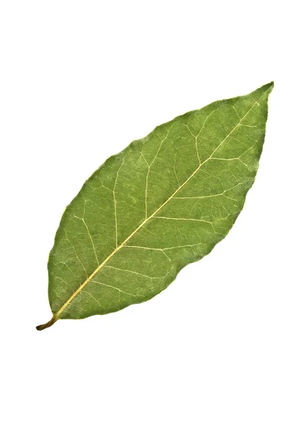 Aromatický suchý bobkový list izolovaných na bílém pozadí — Stock fotografie