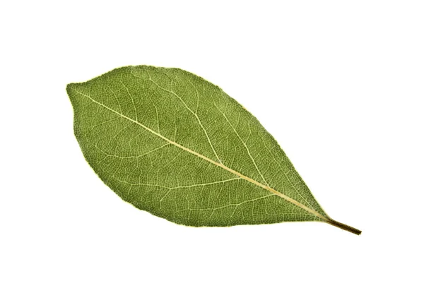 Folha seca aromática isolada sobre fundo branco — Fotografia de Stock