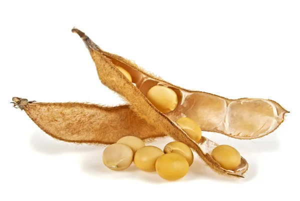 Soybean pods isolated on white background. Soya - protein plant — Stock Photo, Image