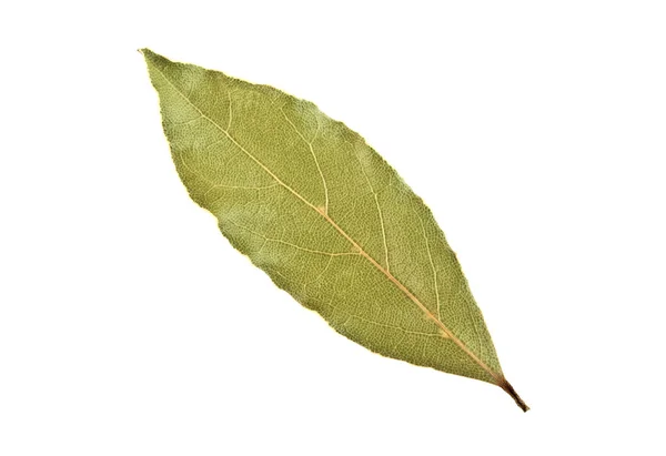 Aromatic dry bay leaf isolated on a white background — Stock Photo, Image