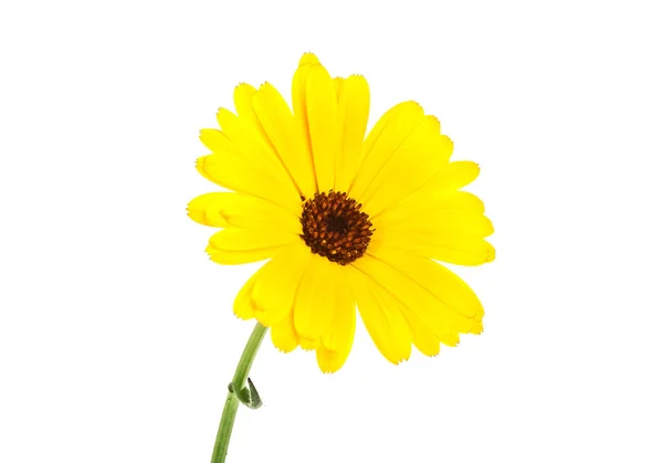 Ringelblume. Ringelblume mit Blättern auf weißem Rücken — Stockfoto