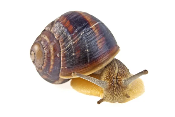 Garden snail isolated on white background — Stock Photo, Image