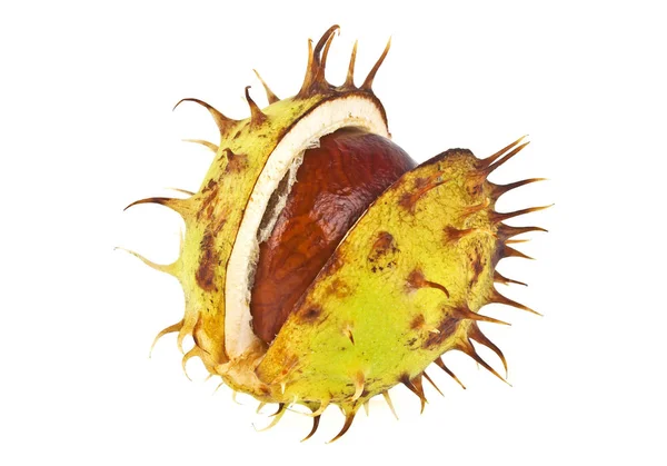 Chestnut with crust on a white background — Stock Photo, Image