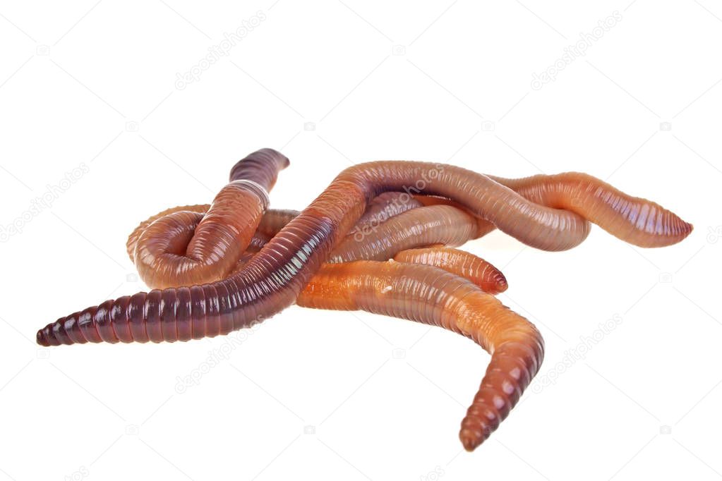 Animal earth worm isolated on white background — Stock Photo