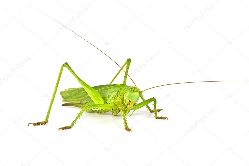 Grasshopper isolated on white background