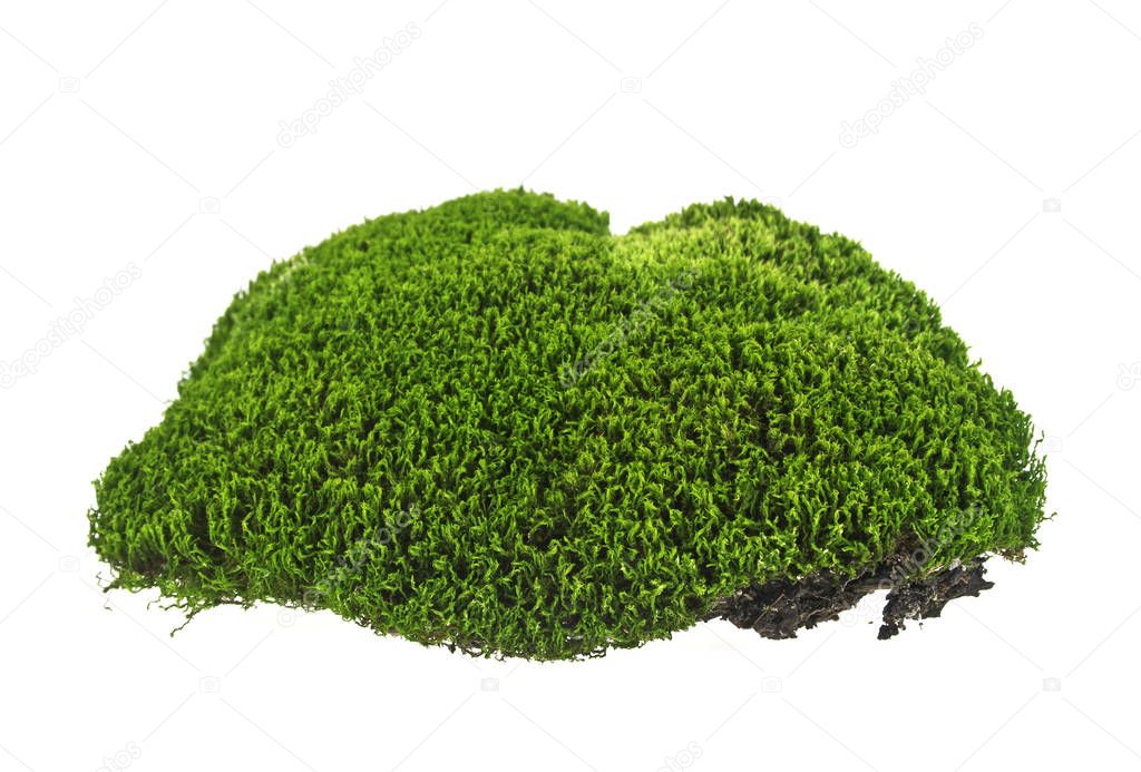 Green moss on white background