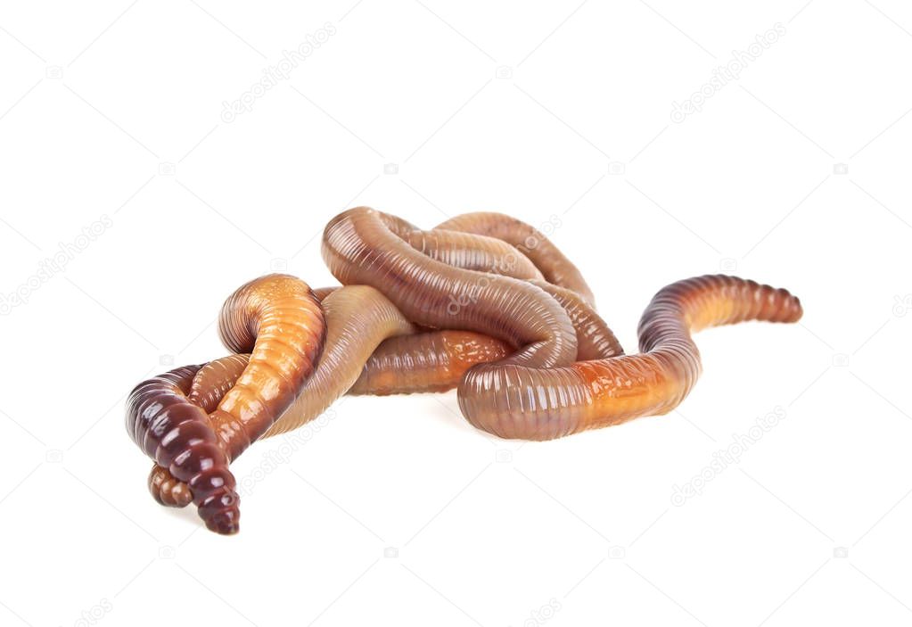 Earth worms isolated on white background
