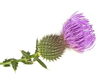 Süt Thistle bitki (Silybum marianum) bitkisel ilaç. Bu viski