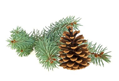 Beyaz bir arka plan üzerinde izole koni ile mavi Ladin dal. Chris