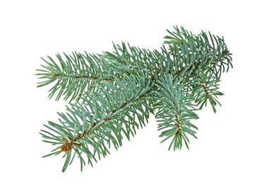 Beyaz bir arka plan üzerinde izole mavi Ladin dal