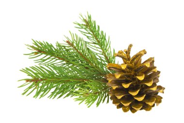 Altın çam kozalağı ile beyaz bir arka plan üzerinde şube