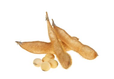 Beyaz arka plan üzerinde izole soya bakla. Soya - protein bitki 