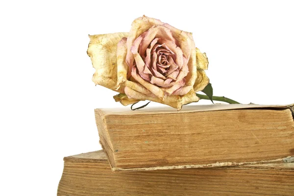 Livros antigos e rosa desbotada em um fundo branco — Fotografia de Stock