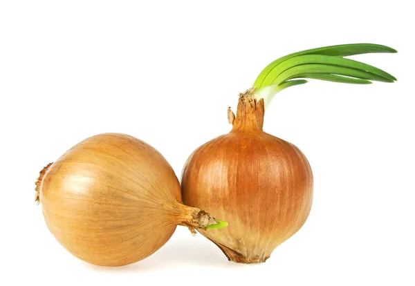 Ampoule aux oignons avec verdure en croissance isolée sur fond blanc — Photo