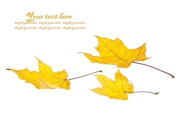 Outono folhas de bordo isolado no fundo branco — Fotografia de Stock