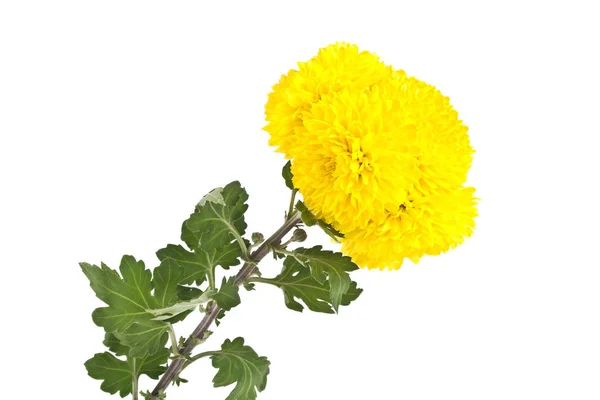 Gelbe Chrysanthemenblüten isoliert auf weißem Hintergrund — Stockfoto