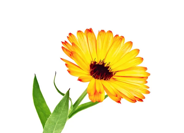 Calendula. Fiore di calendula con foglie isolate su un dorso bianco — Foto Stock